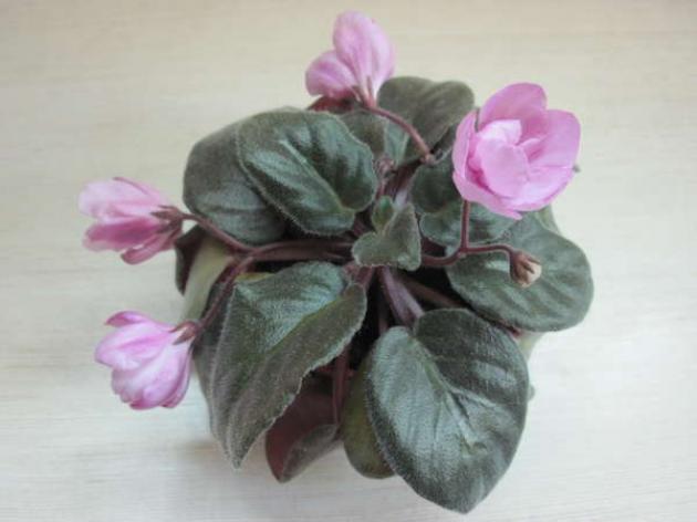Фиалка Розовый Тюльпан (Pink Tulip) 4