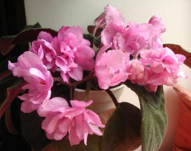 Фиалка Розовый Тюльпан (Pink Tulip) 5