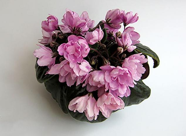Фиалка Розовый Тюльпан (Pink Tulip)