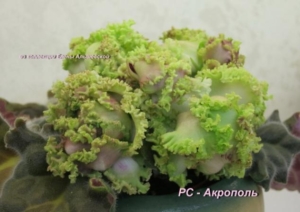 Фиалка РС-Акрополь