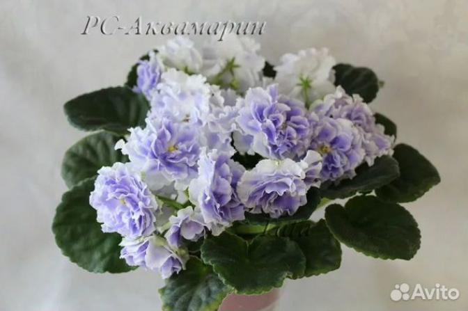 Фиалка РС-Аквамарин 2