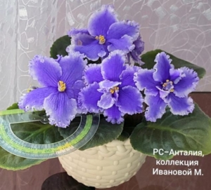 Фиалка РС-Анталия