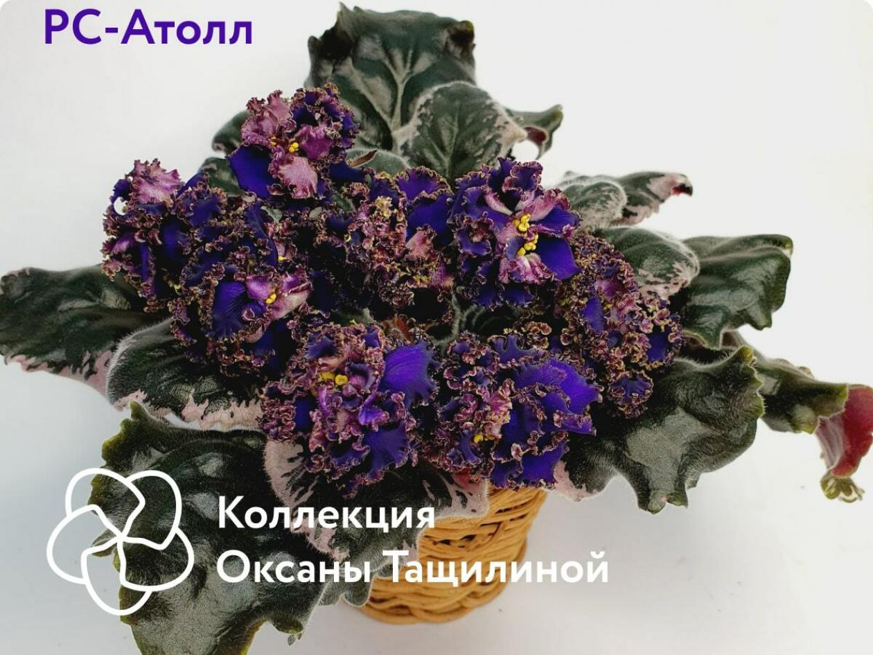 Фиалка РС-Атолл 2