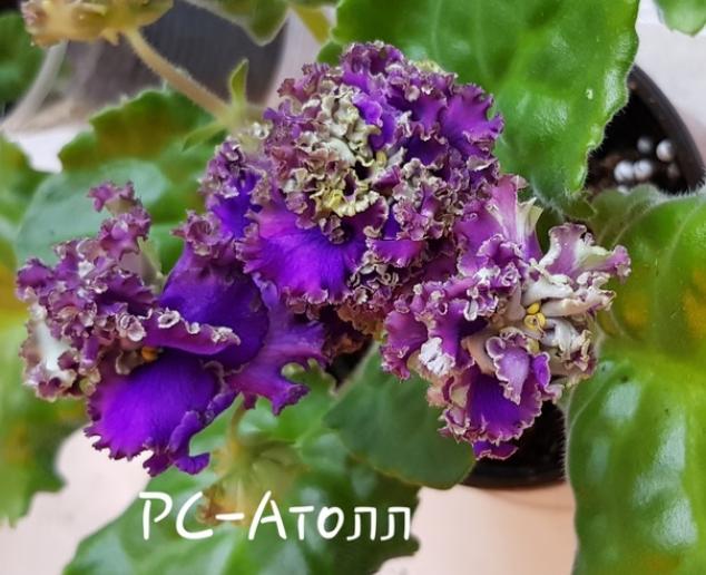 Фиалка РС-Атолл 5