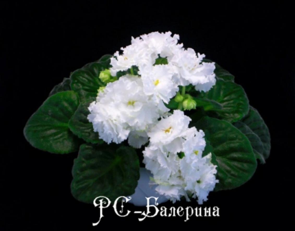 Фиалка РС-Балерина 4