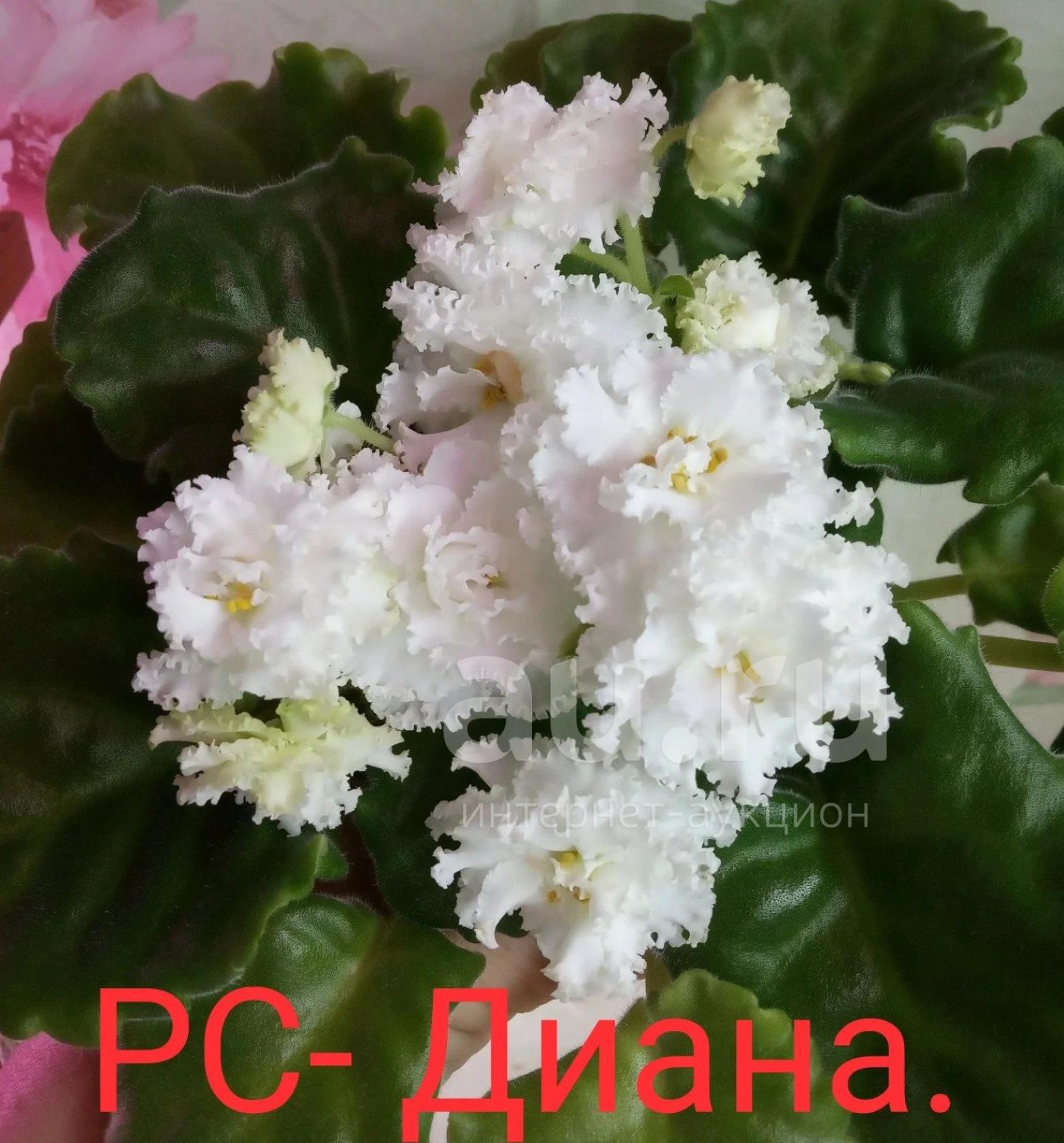 Фиалка РС-Диана 3
