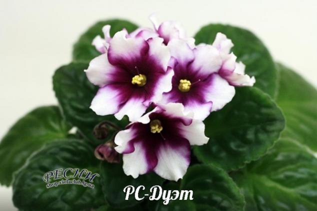 Фиалка РС-Дуэт 2