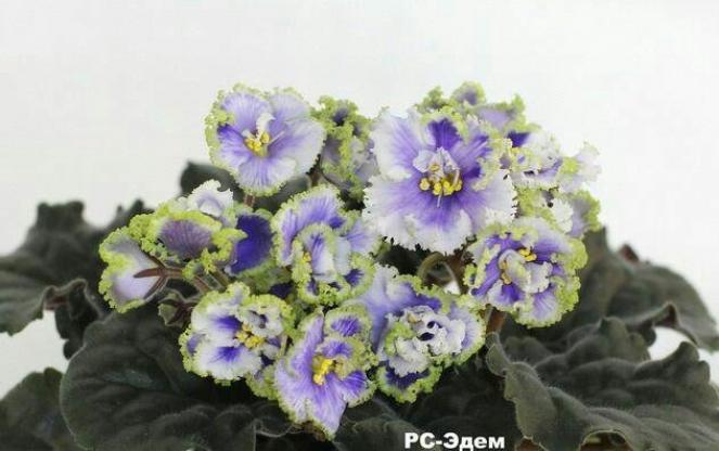 Фиалка РС-Эдем