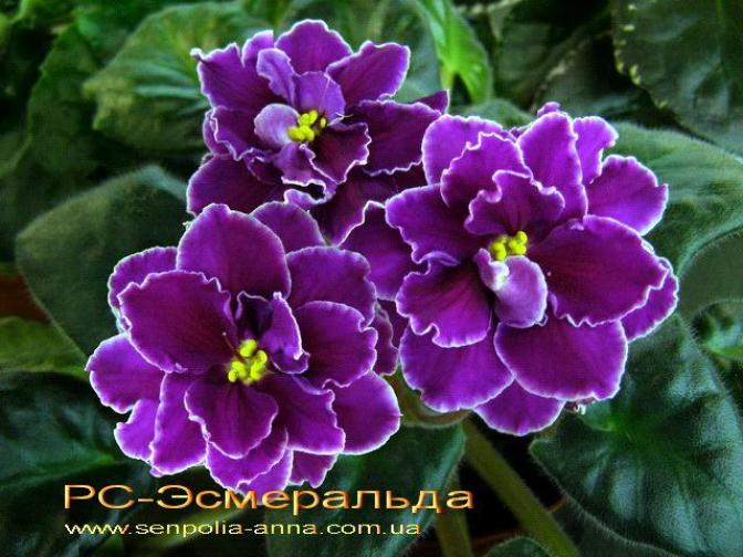 Фиалка РС-Эсмеральда 4