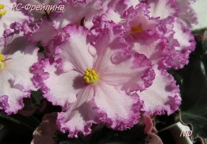 Фиалка РС-Фрейлина 4