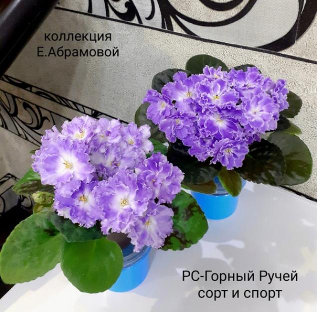Фиалка РС-Горный Ручей 4