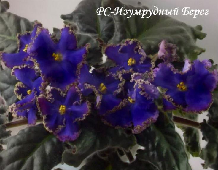 Фиалка РС-Изумрудный Берег 2