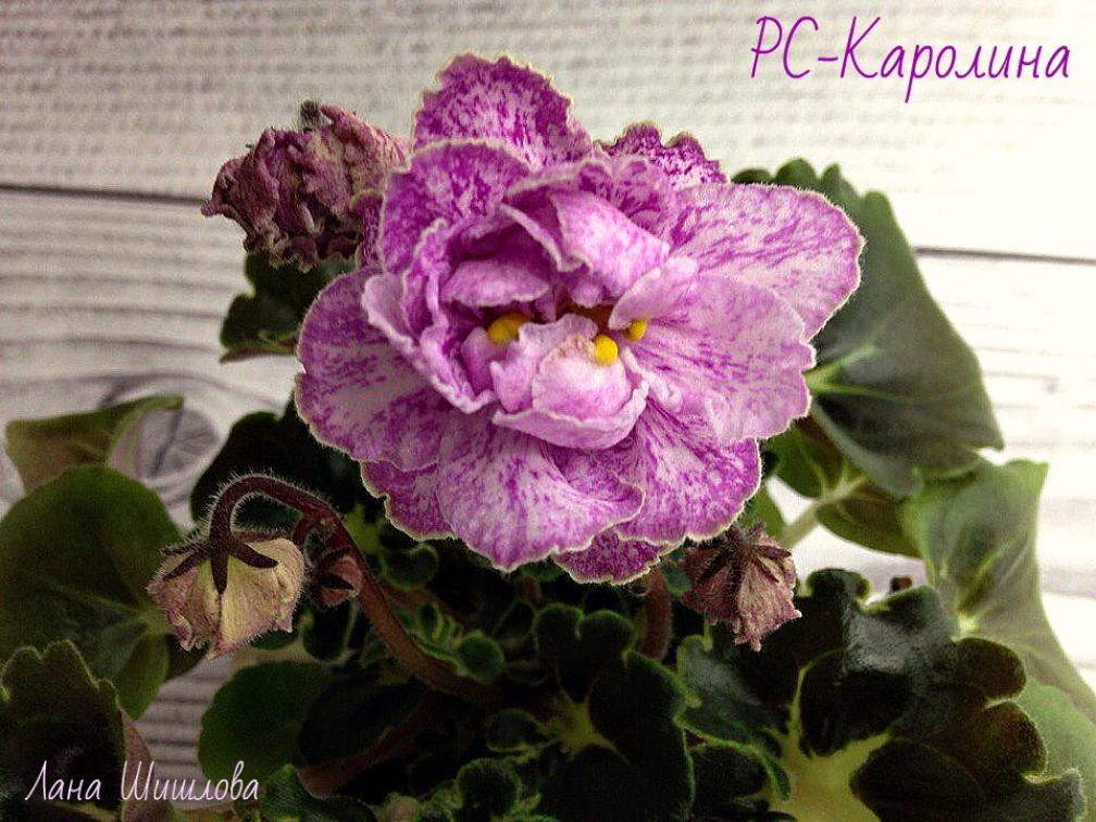 Фиалка РС-Каролина 4