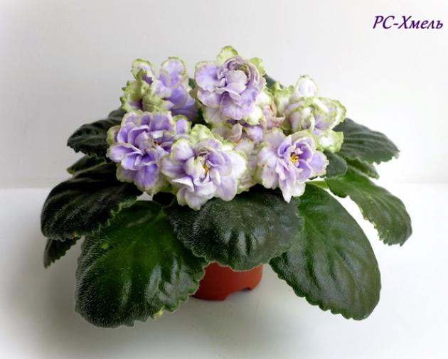 Фиалка РС-Хмель