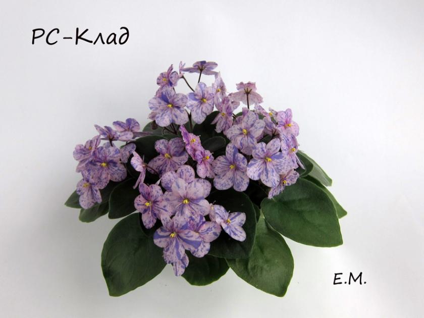 Фиалка РС-Клад 5