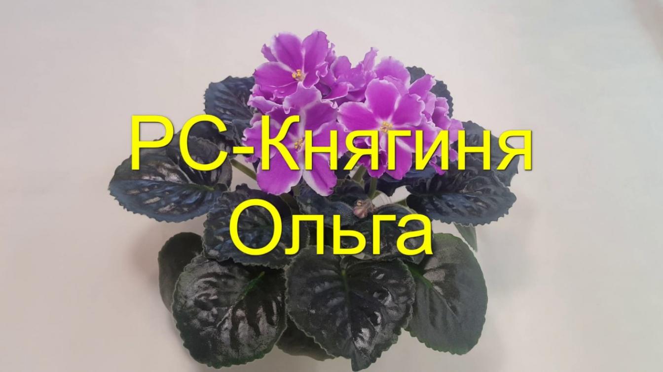 Фиалка РС-Княгиня Ольга 4