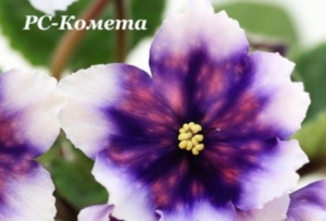 Фиалка РС-Комета