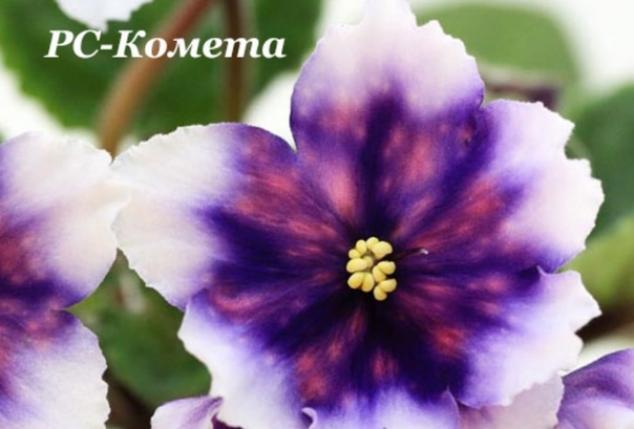 Фиалка РС-Комета