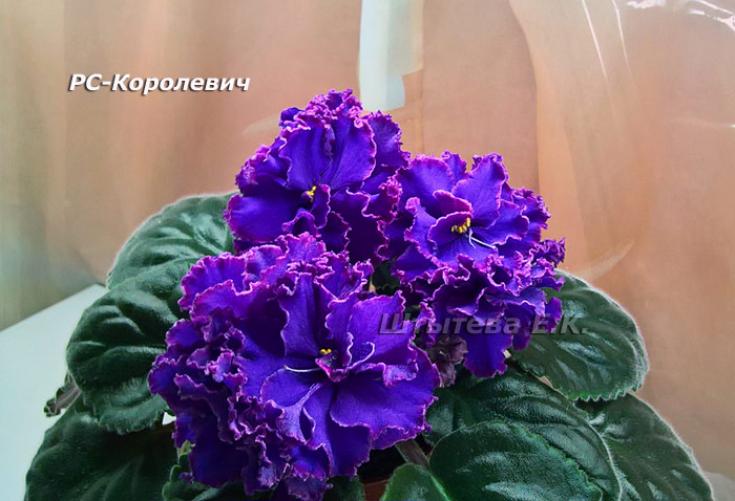 Фиалка РС-Королевич 2