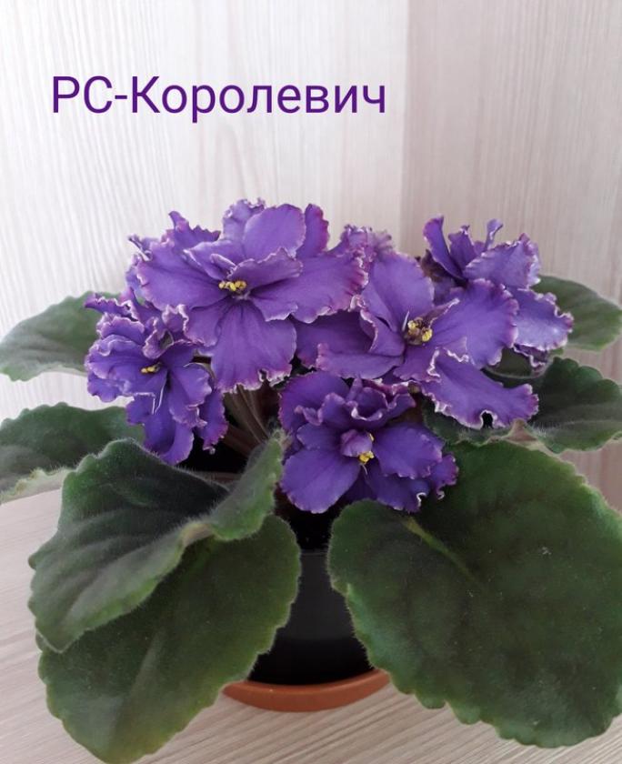 Фиалка РС-Королевич 5