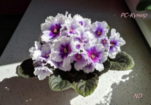 Фиалка РС-Кумир