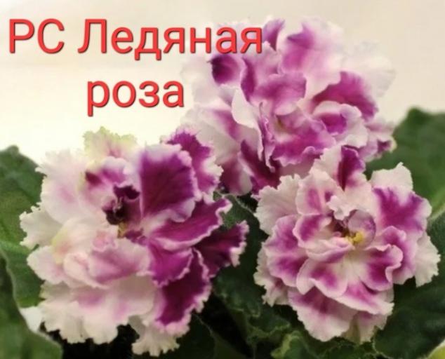 Фиалка РС-Ледяная Роза 2