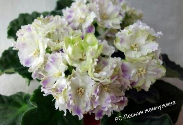 Фиалка РС-Лесная Жемчужина 2