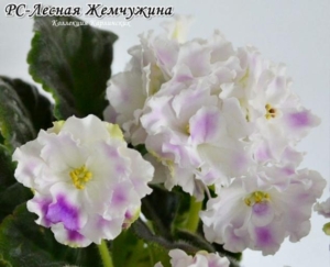 Фиалка РС-Лесная Жемчужина