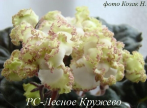 Фиалка РС-Лесное кружево