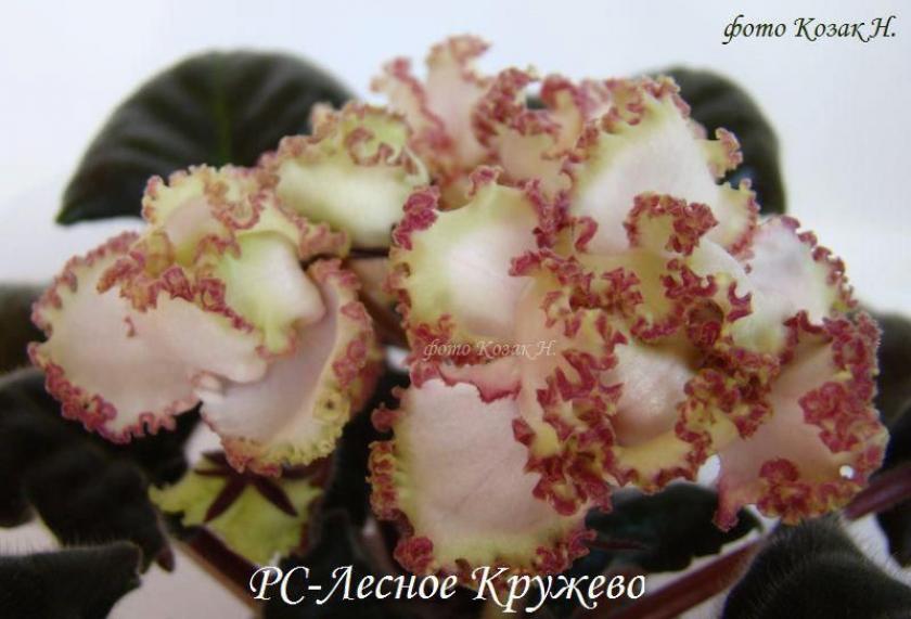 Фиалка РС-Лесное кружево 6