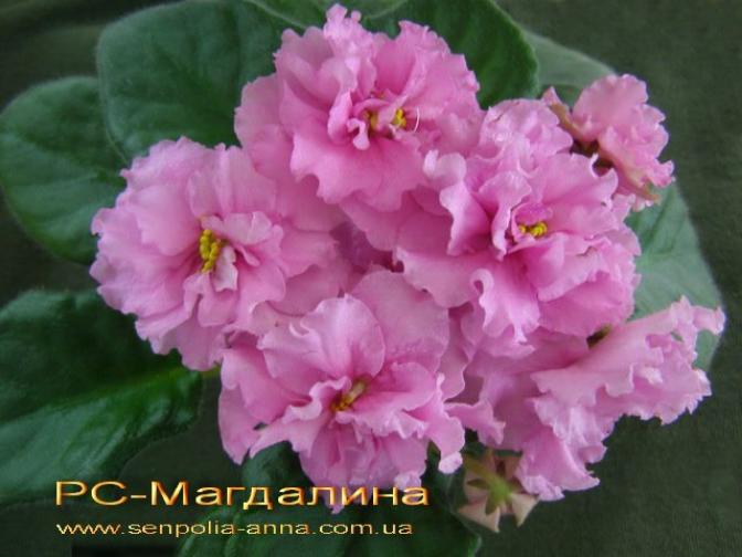 Фиалка РС-Магдалина 3