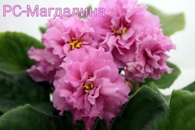 Фиалка РС-Магдалина