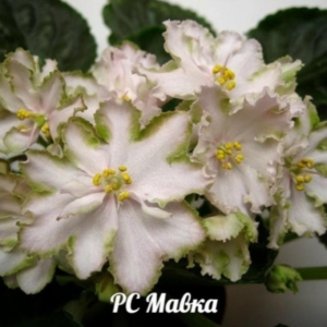 Фиалка РС-Мавка