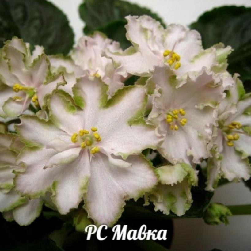 Фиалка РС-Мавка