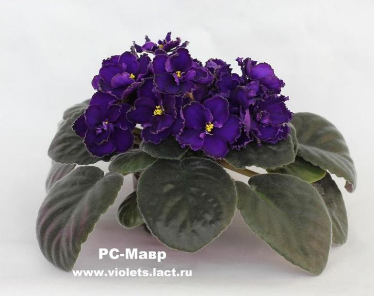 Фиалка РС-Мавр 2