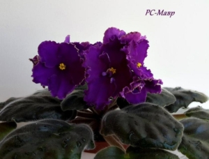Фиалка РС-Мавр