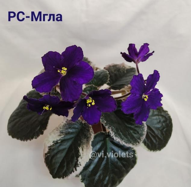 Фиалка РС-Мгла 2