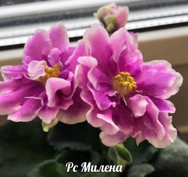 Фиалка РС-Милена 2