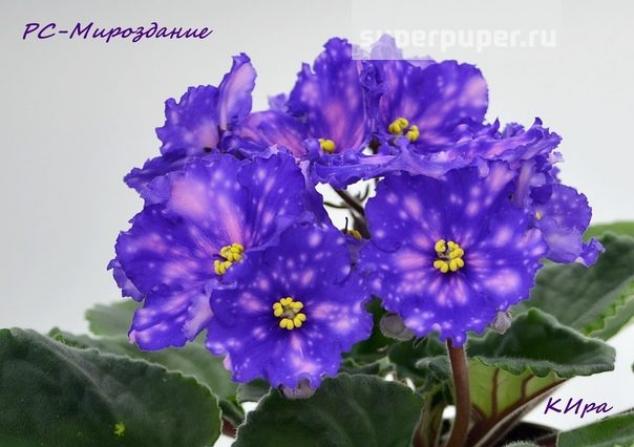 Фиалка РС-Мироздание 2