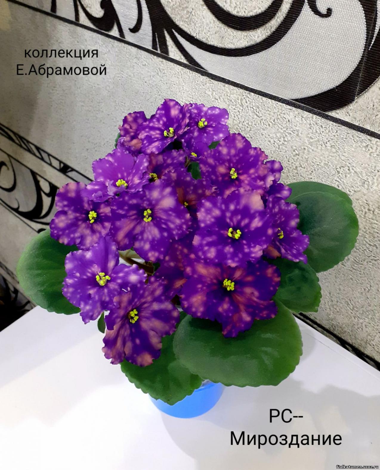 Фиалка РС-Мироздание 5