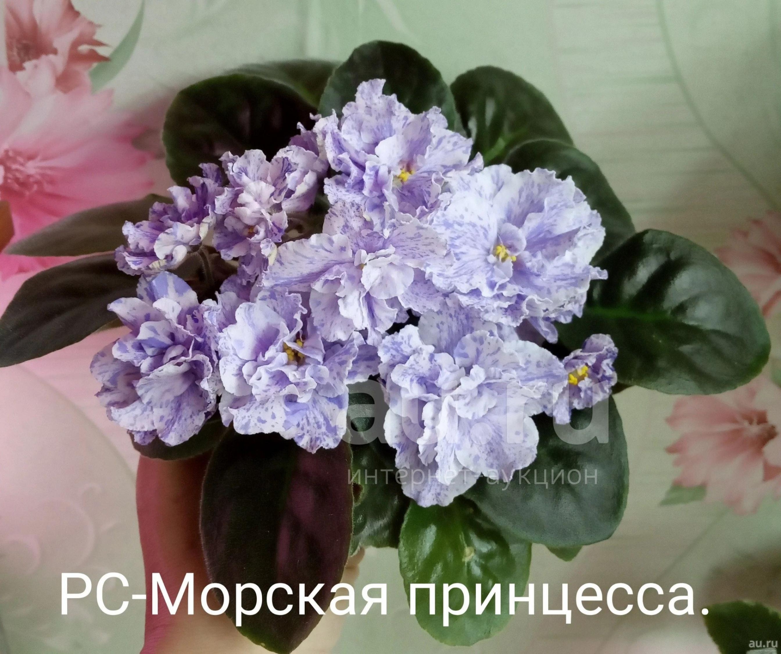Фиалка РС-Морская Принцесса 4