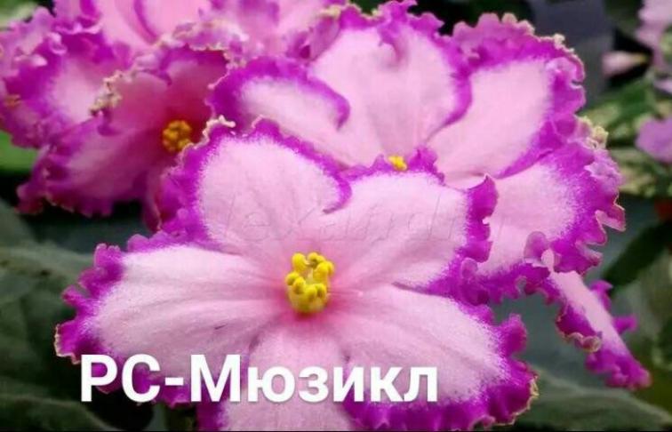 Фиалка РС-Мюзикл 3