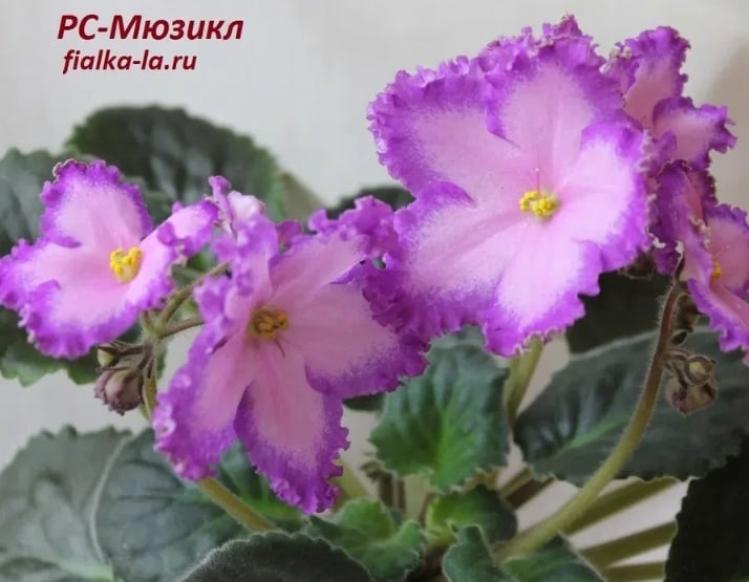 Фиалка РС-Мюзикл 5