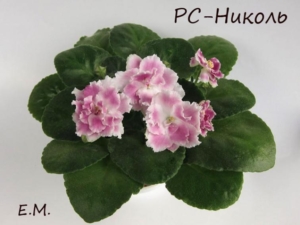 Фиалка РС-Николь