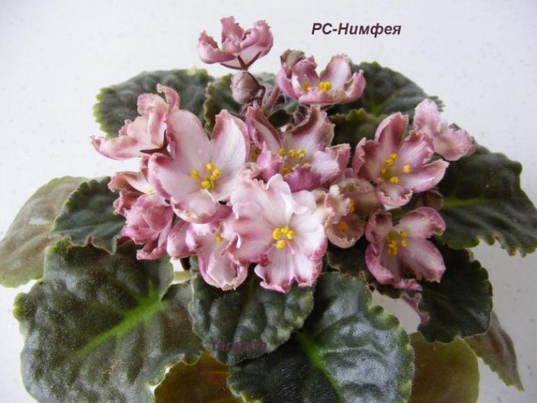 Фиалка РС-Нимфея