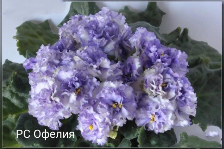 Фиалка РС-Офелия 4