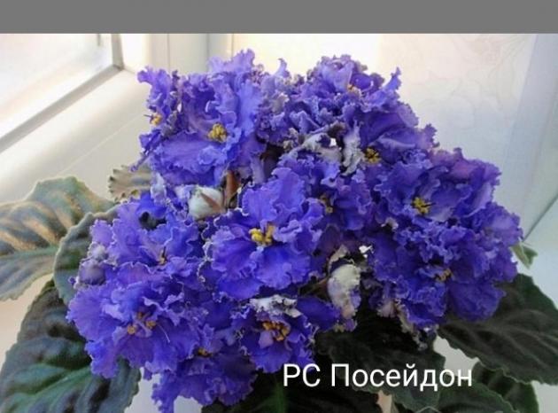 Фиалка РС-Посейдон 2