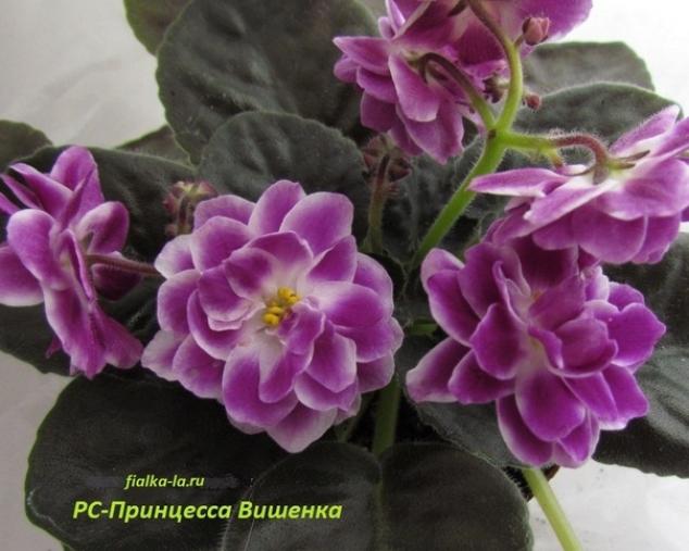Фиалка РС-Принцесса Вишенка 2