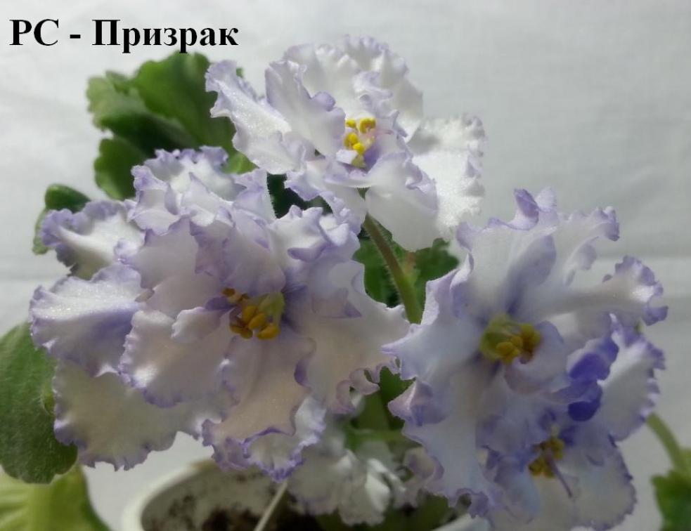 Фиалка РС-Призрак 4