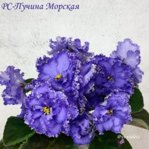 Фиалка РС-Пучина морская